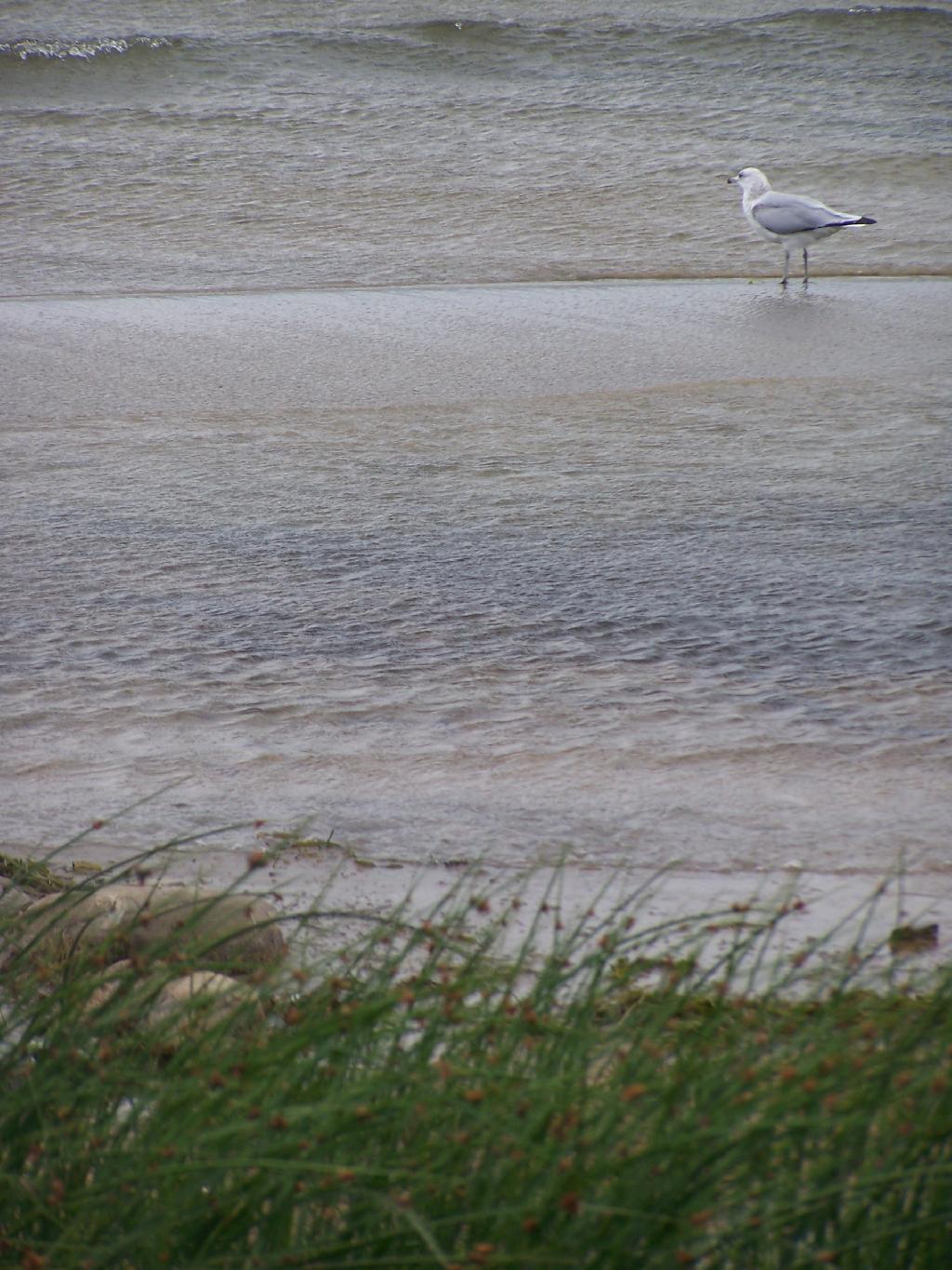 Photo: Seagull