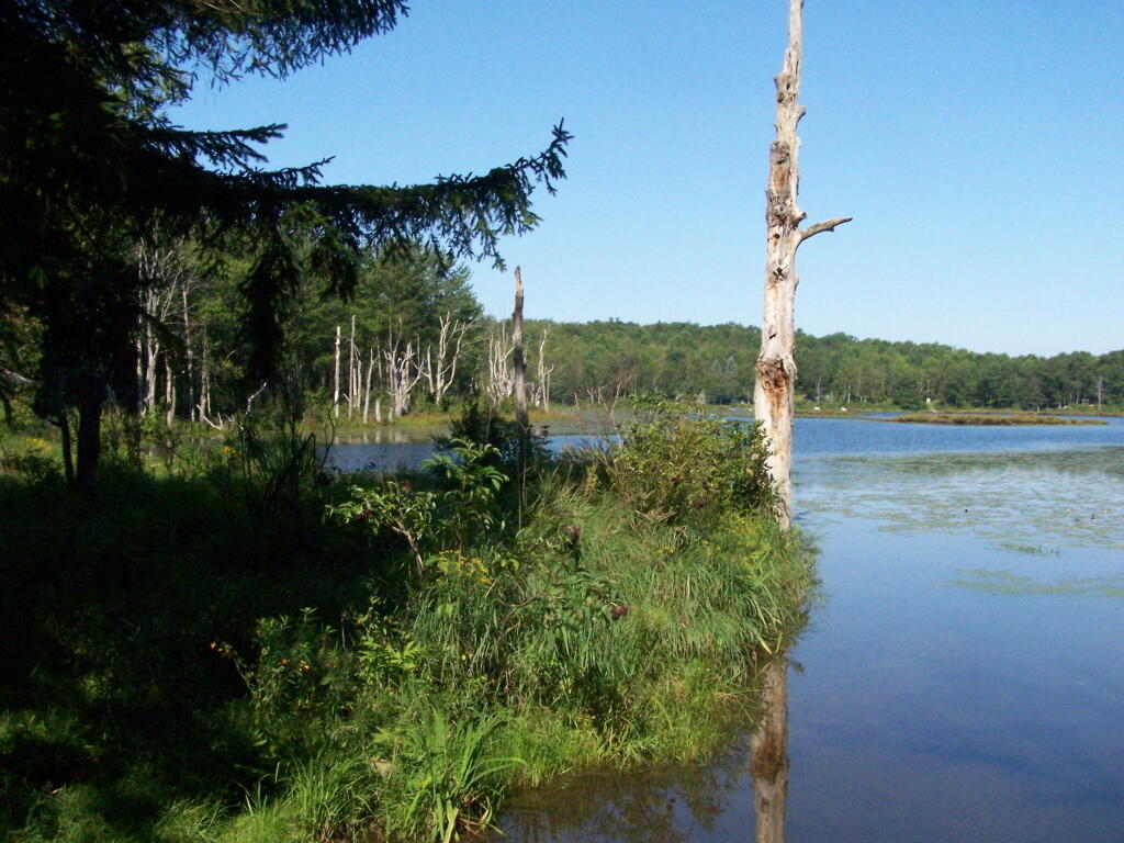 Photo: Rossman Pond