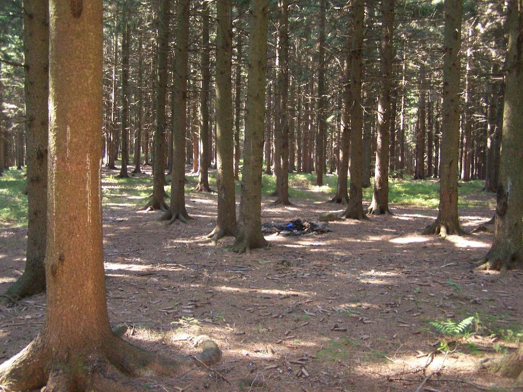 Photo: Campfire Ring Under White Pines