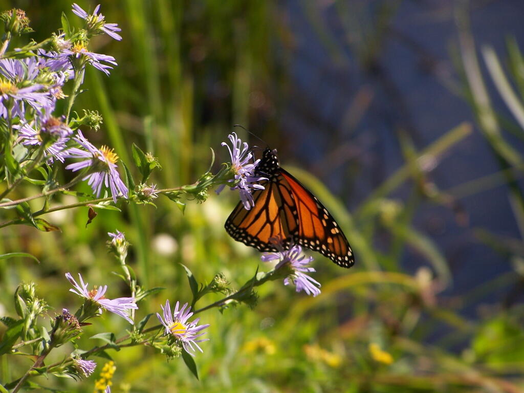 Photo: Butterfly