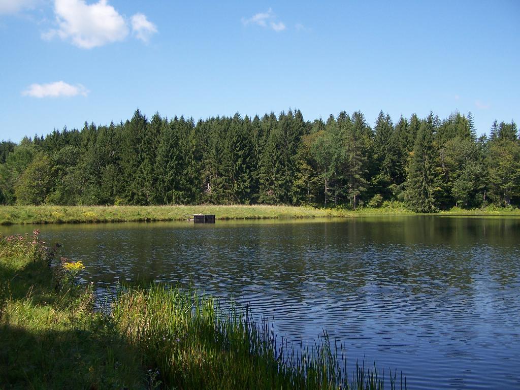 Photo: Mallet Pond Dam