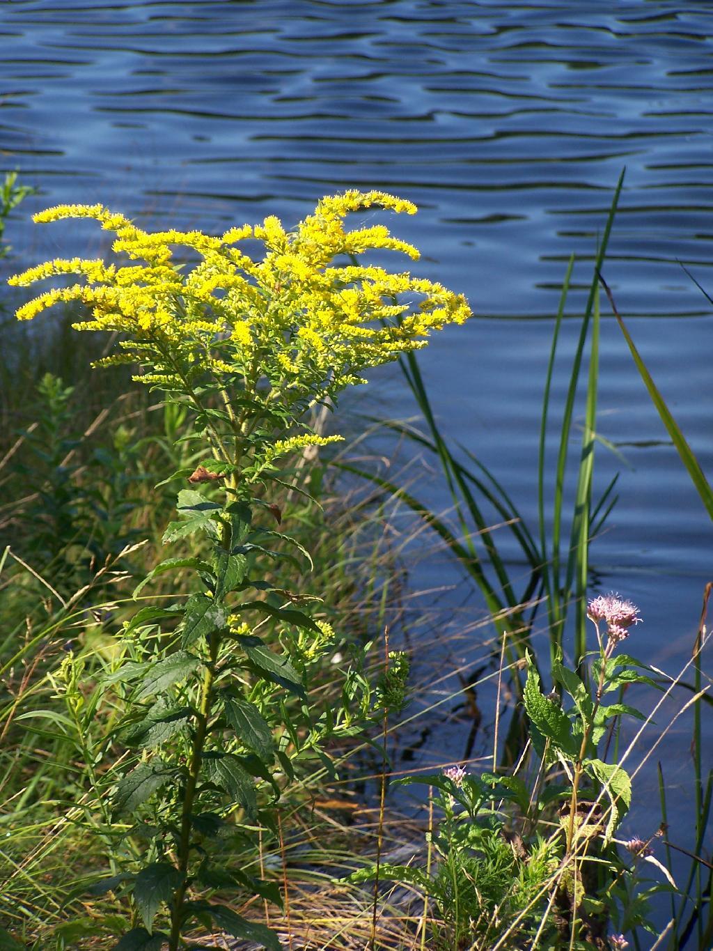 Photo: Goldrod