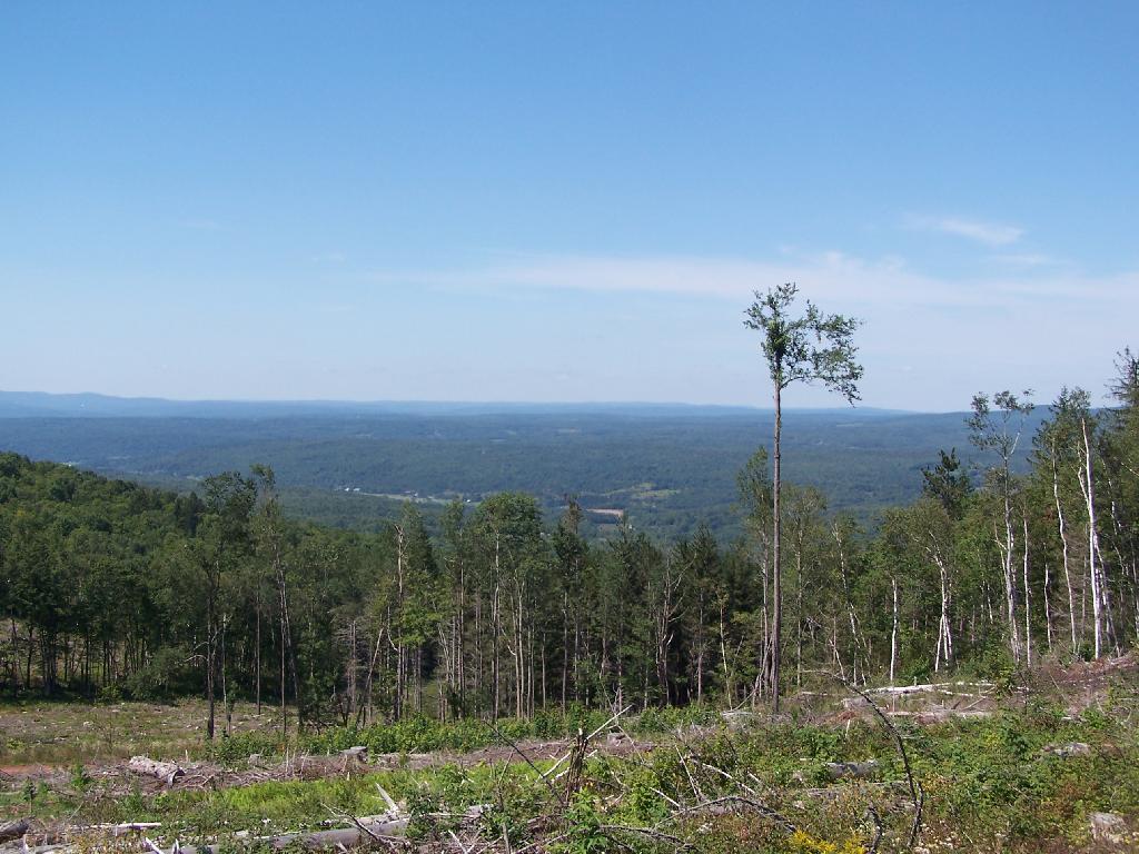 Photo: Clear Cut Looking Into Schoharie Valley