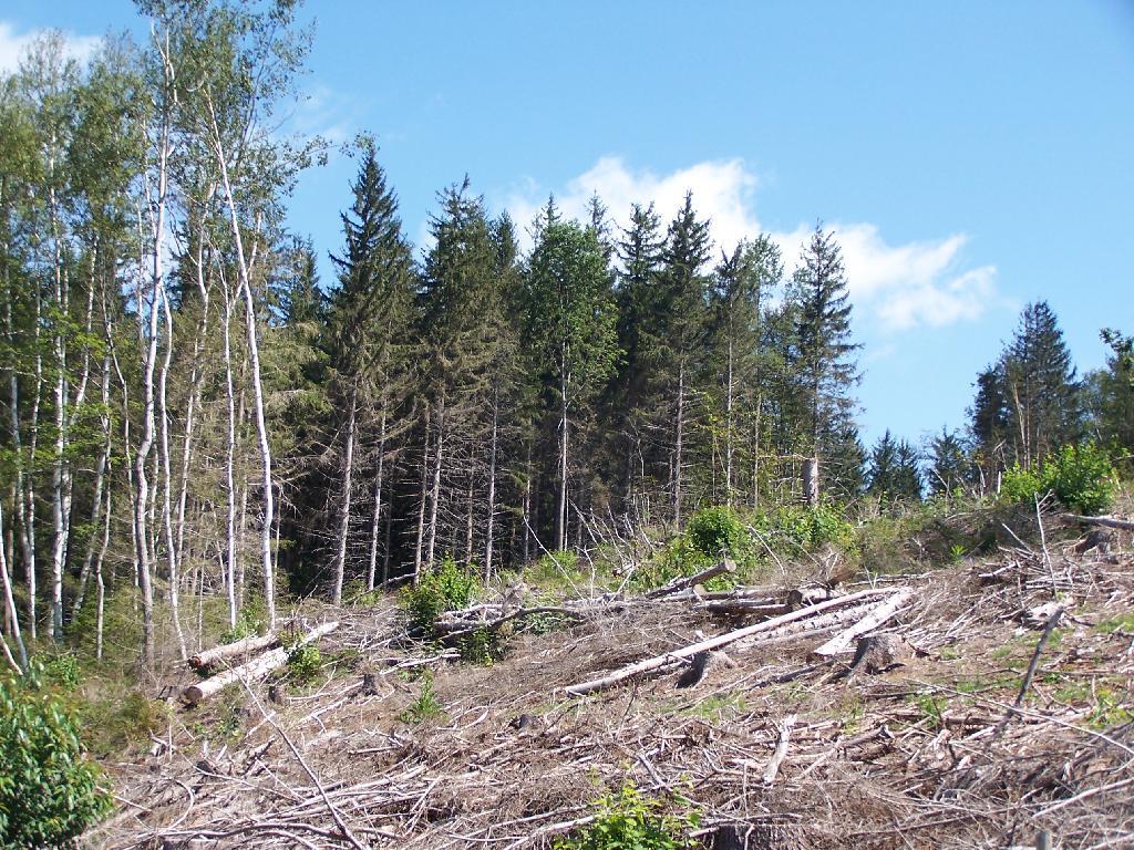 Photo: White Birch and White Pine Logged