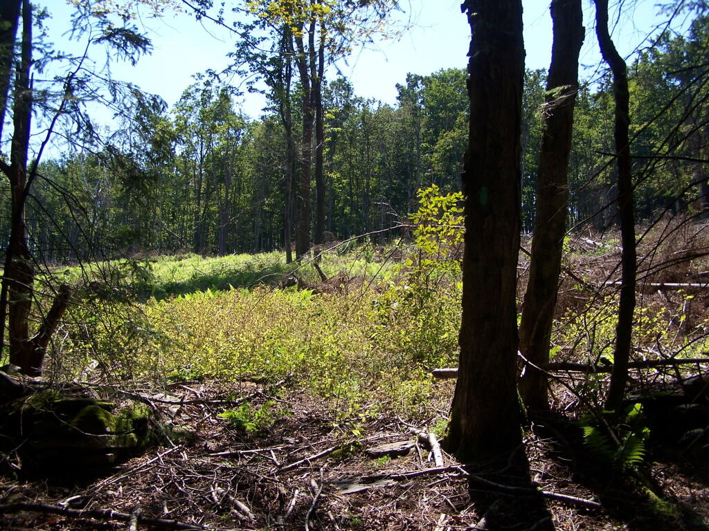 Photo: Following the Long Path Thru a Clear Cut