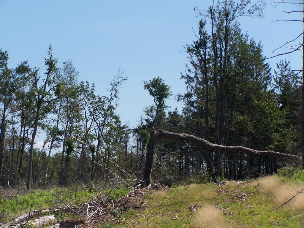 Photo: Long Path Along the Haul Road