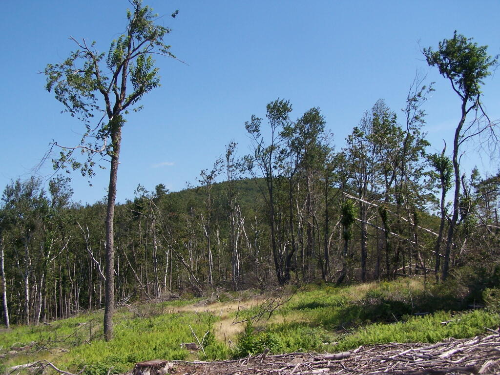 Photo: Richmond Mountain
