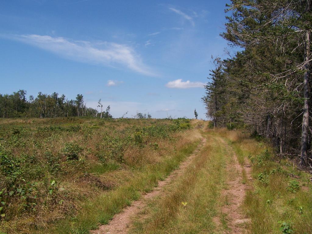Photo: Log Haul Road on South Mountain