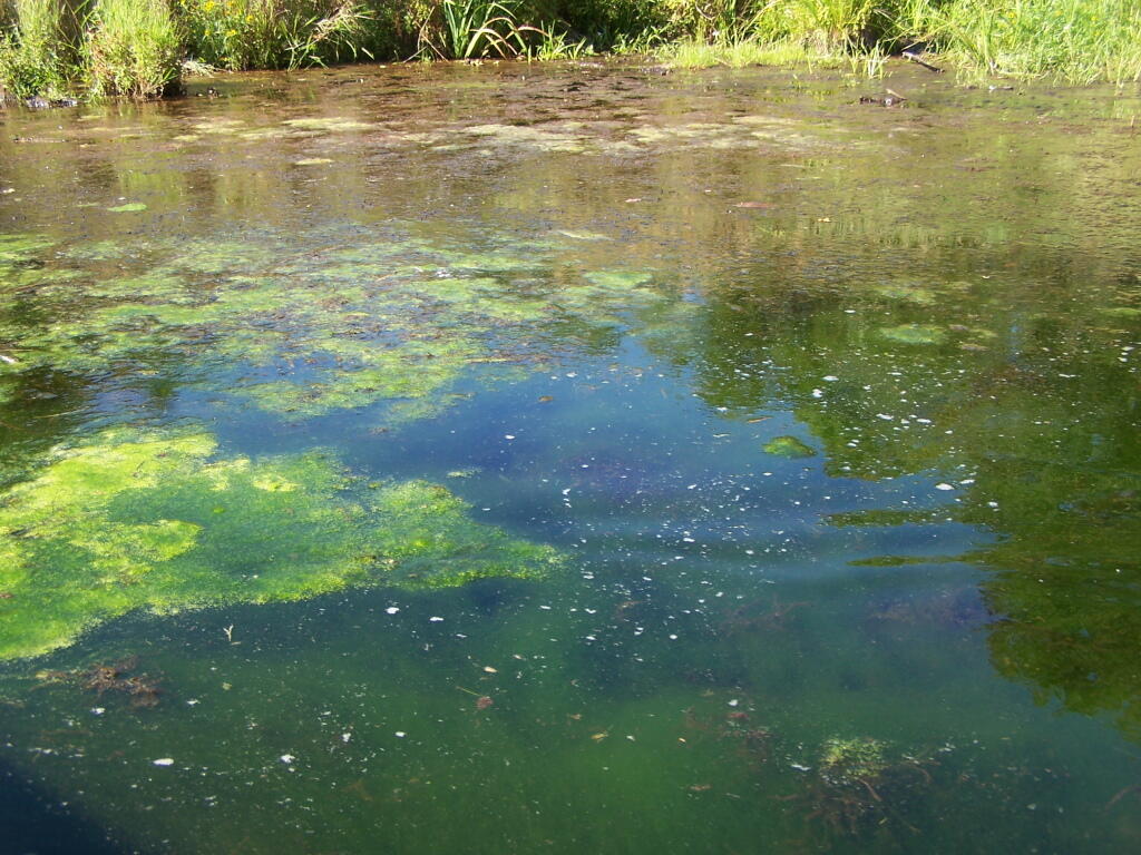 Photo: Nasty Algae Crap