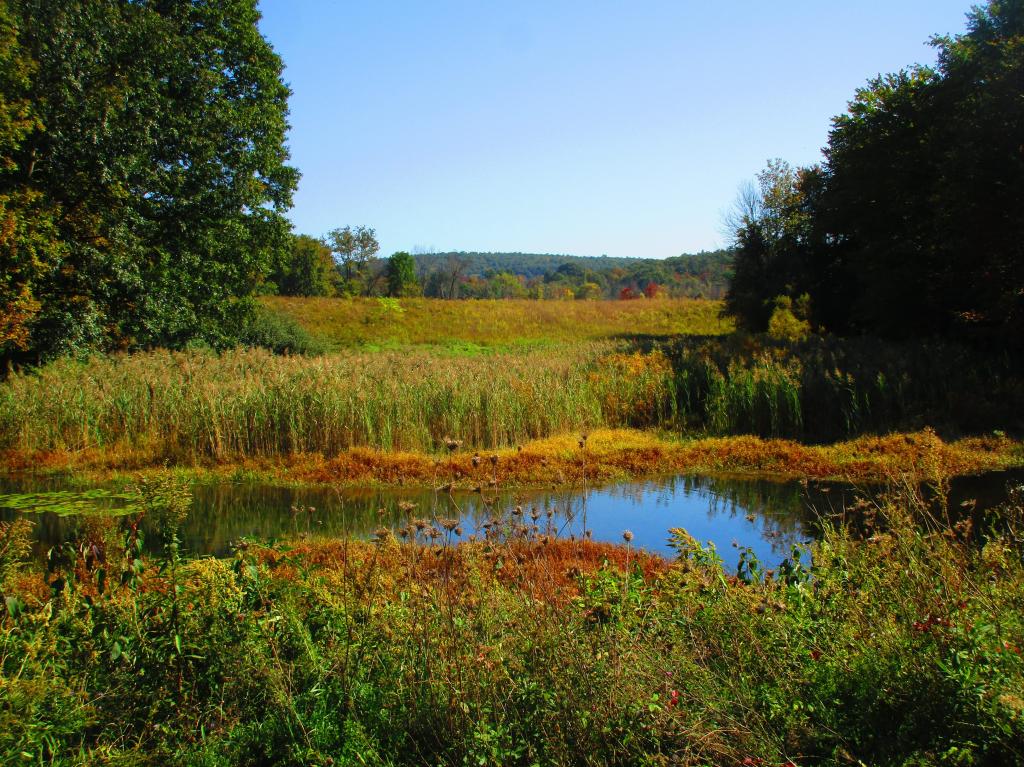 Photo: Wetlands Along the Trail