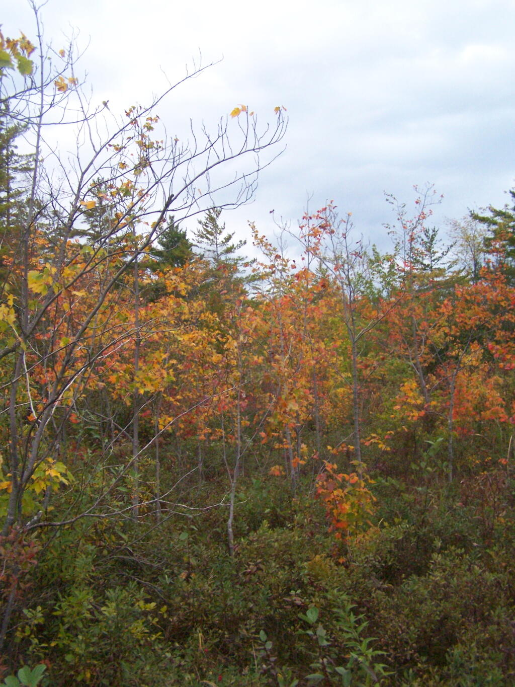 Photo: Colorful Swamp