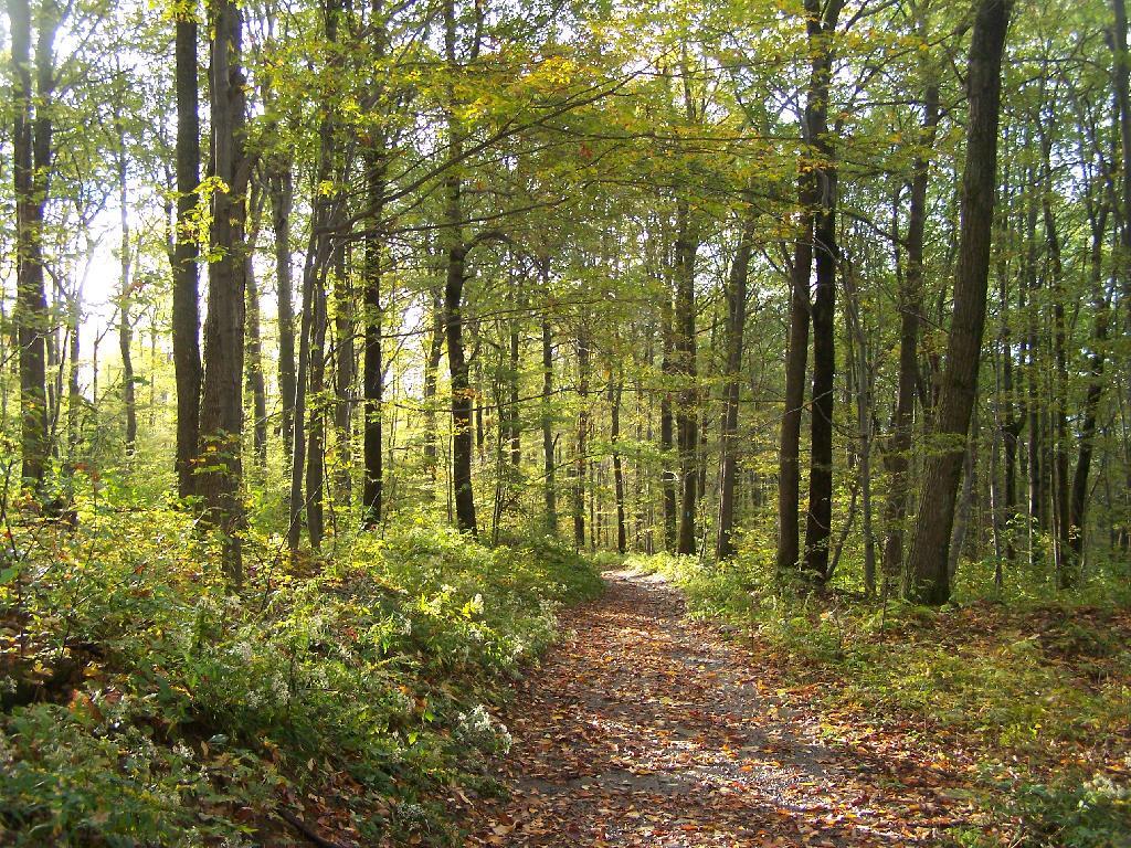 Photo: Fall Walk Descending the Hill