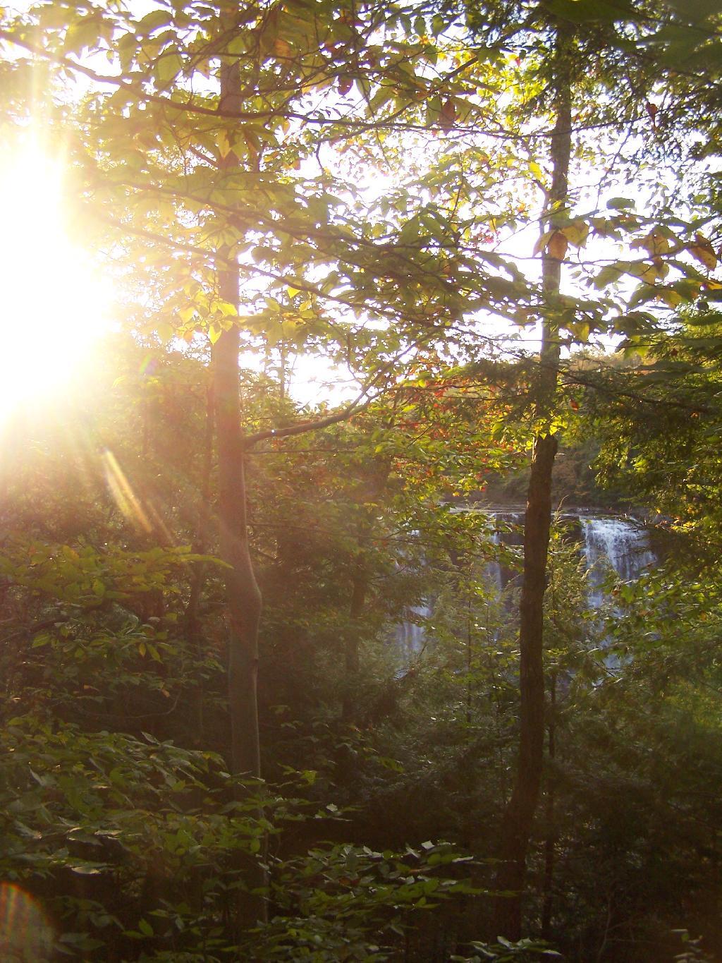 Photo: Sun Through the Trees