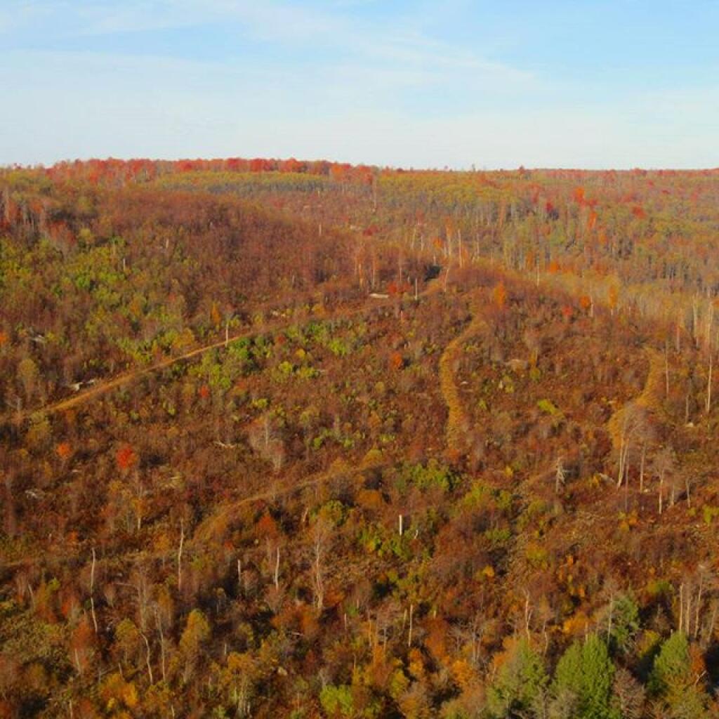 Photo: Logging trails