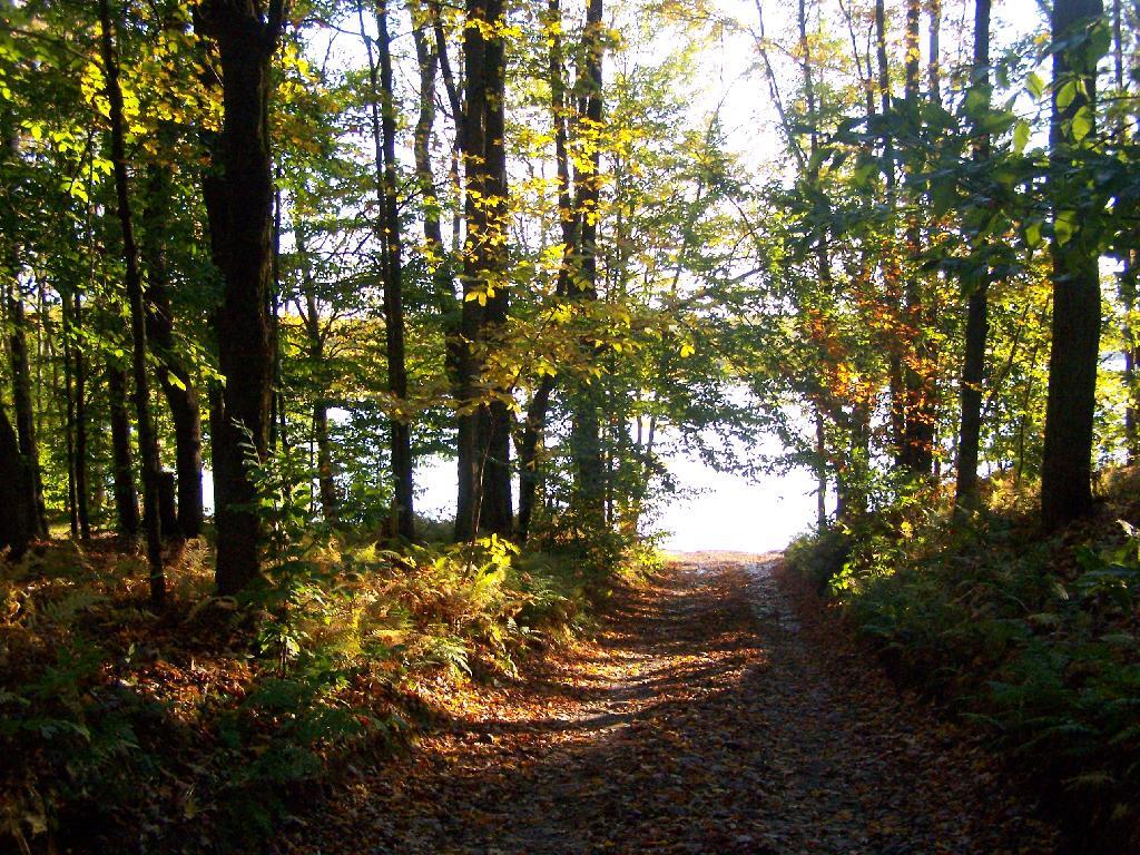Photo: Path Down to Salmon River Reservior
