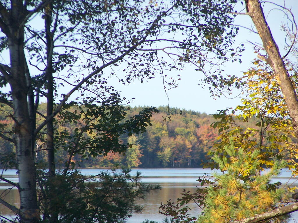 Photo: Trees