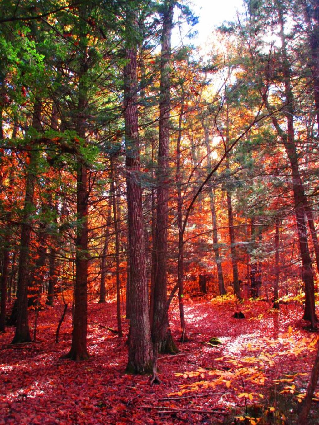 Photo: Still Some Nice Colors in the Kinderhook Preserve