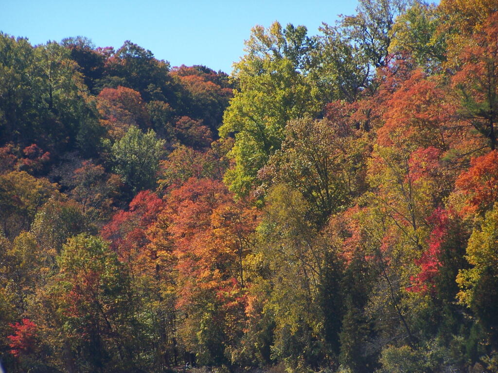 Photo: Trees