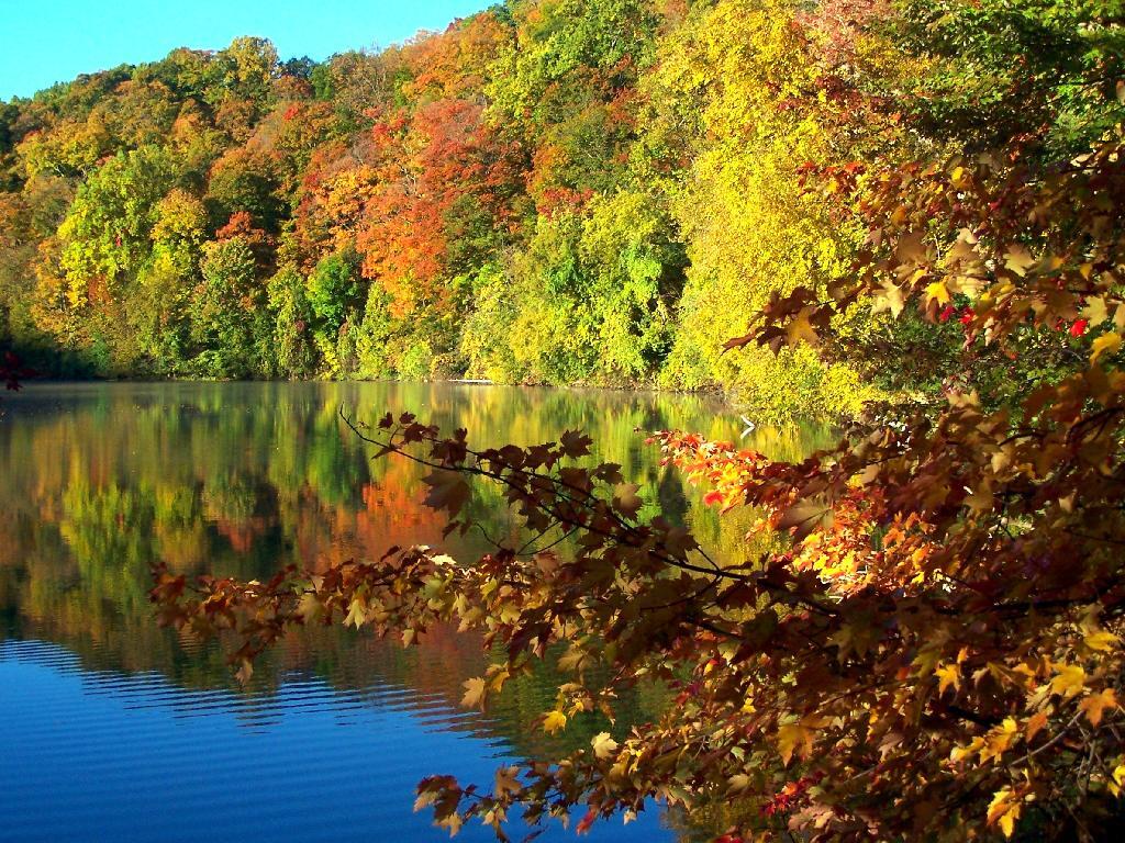Photo: Maples