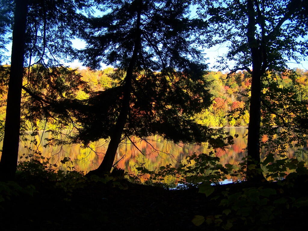 Photo: Thru the Trees