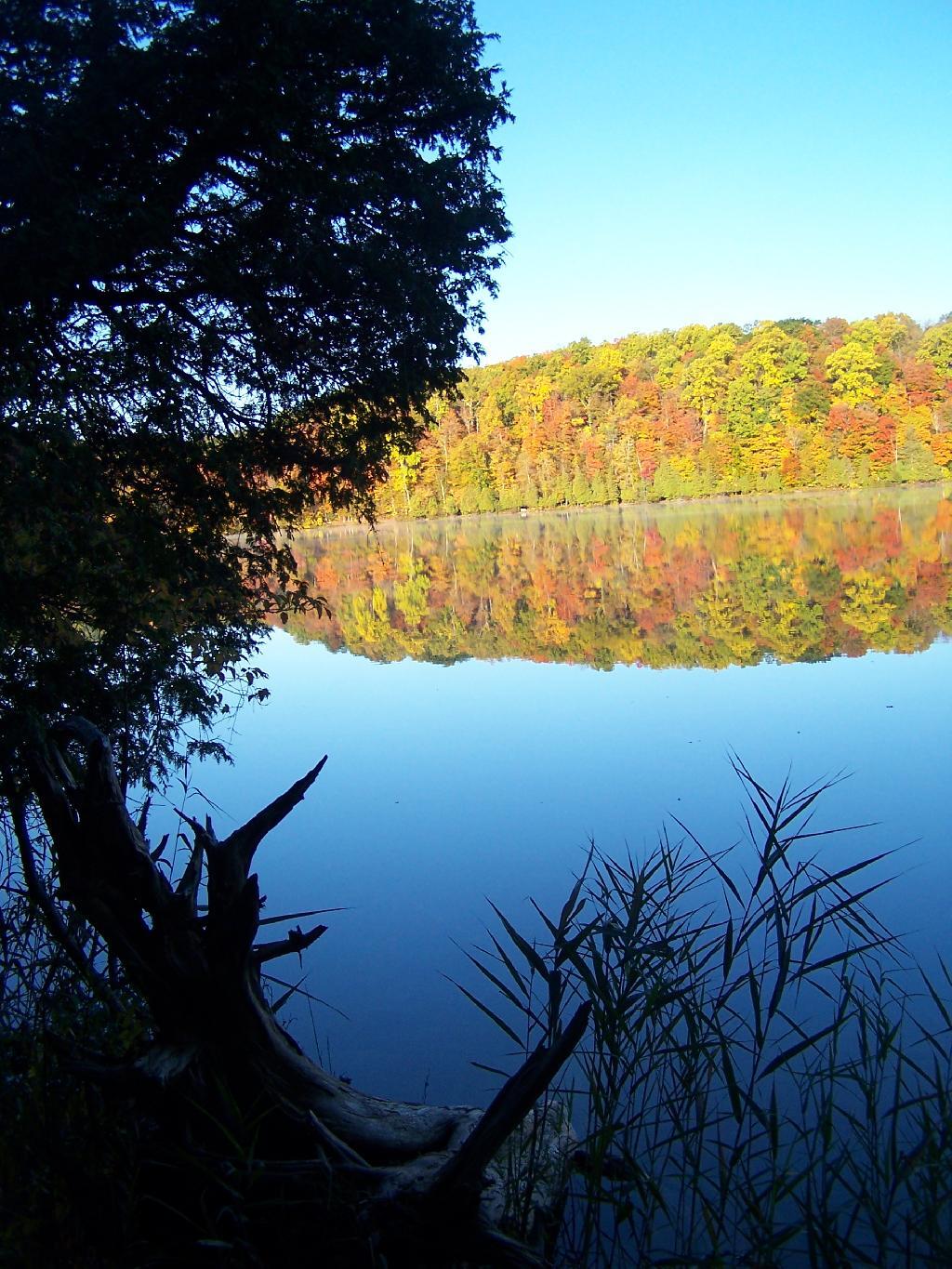 Photo: Trees