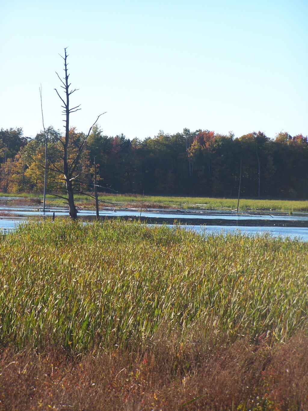 Photo: Marsh