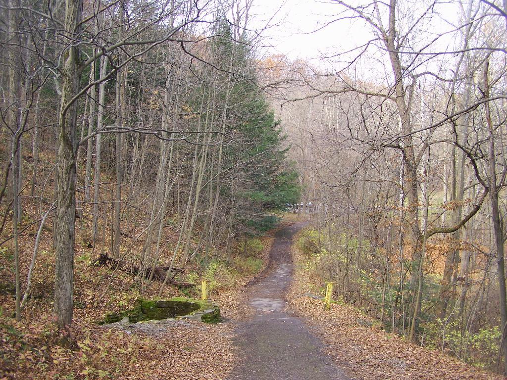 Photo: Path Up to Lake Treman