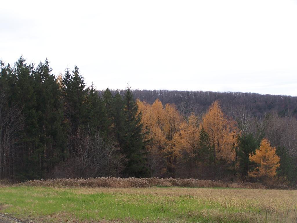 Photo: Aspens Along Road
