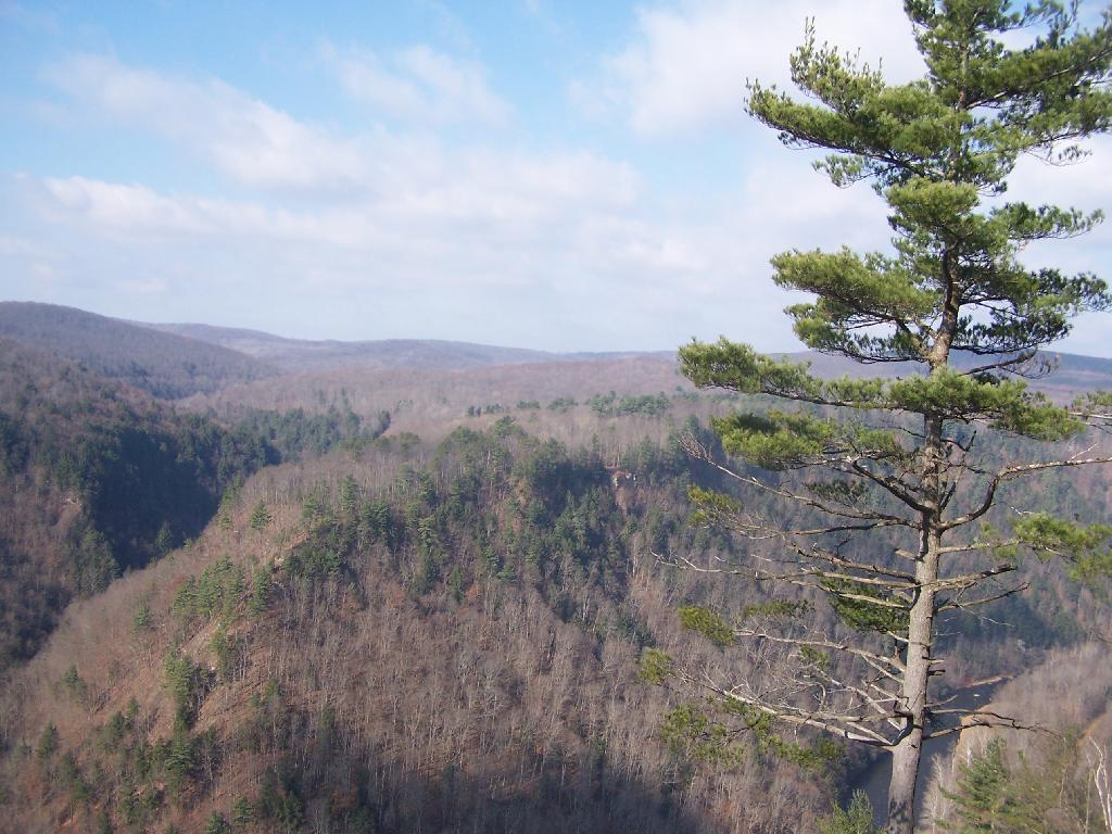 Photo: Pine Creek Gorge