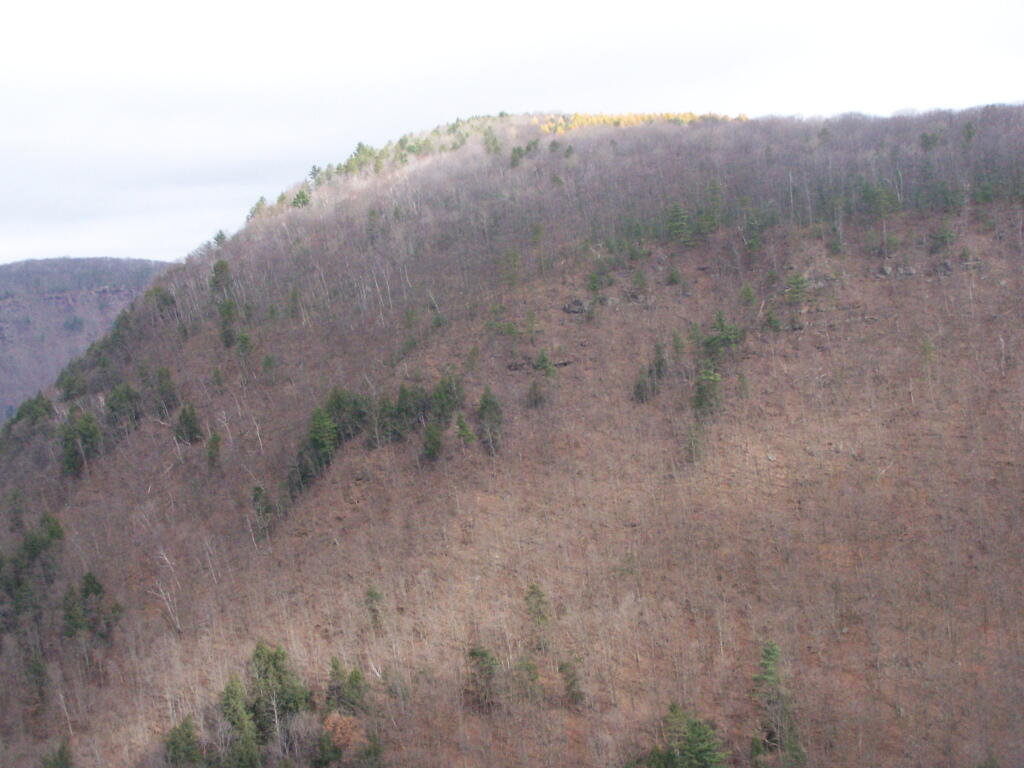 Photo: Aspens on Rim
