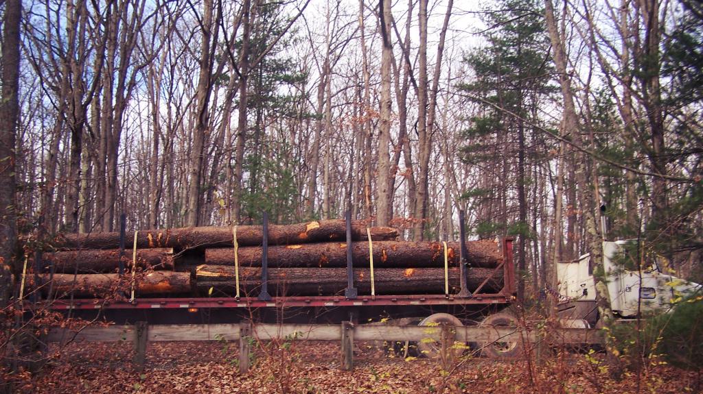 Photo: Logging Trucks