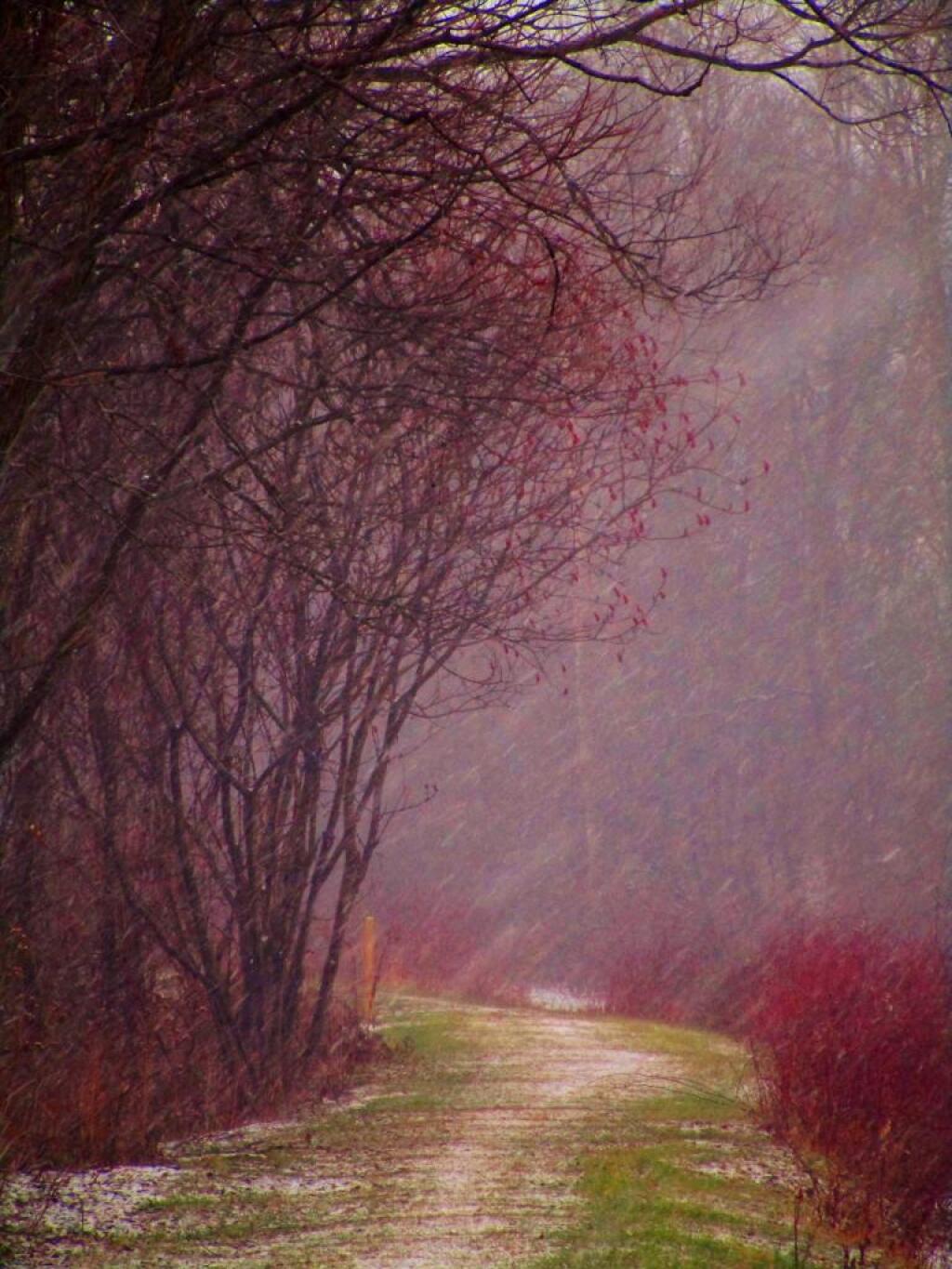 Photo: Snow Gently Falls