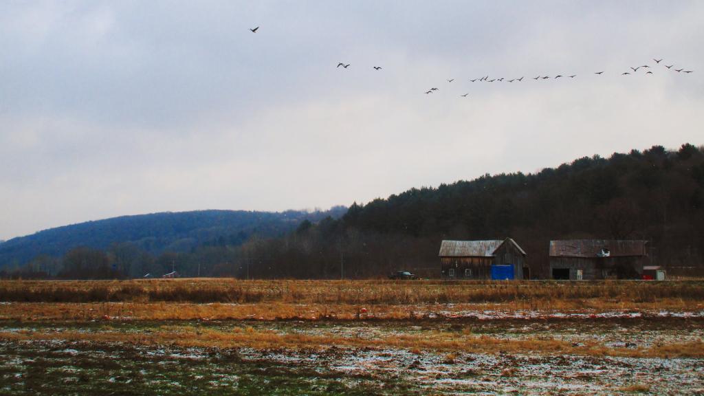 Photo: Geese