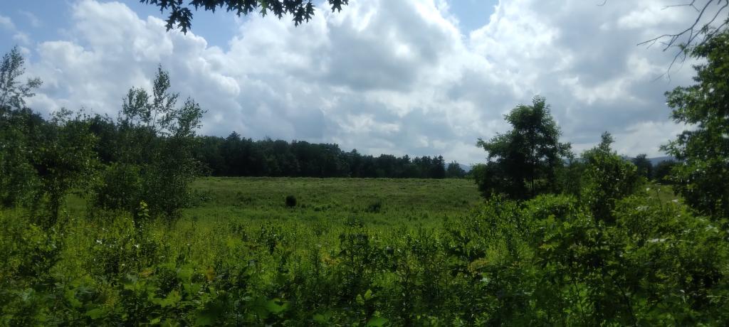 Photo: A summers day