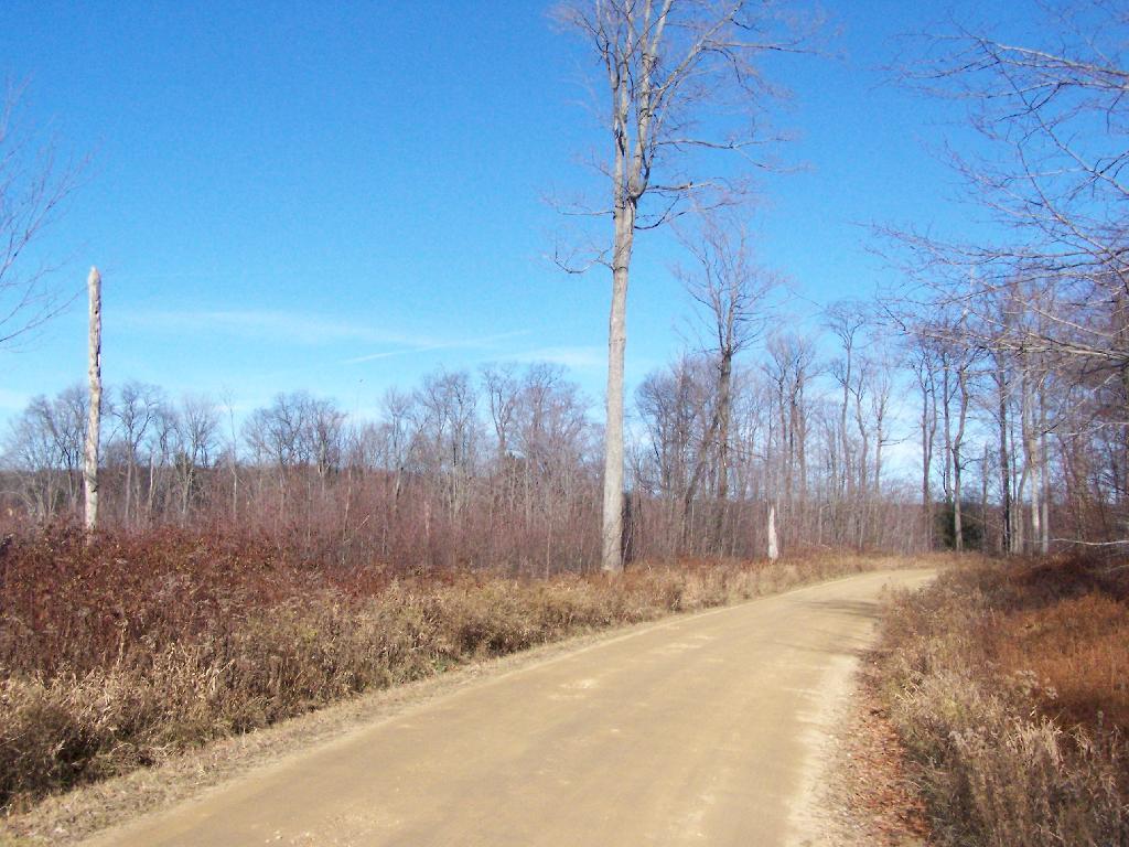 Photo: Thined Out Area in National Forest