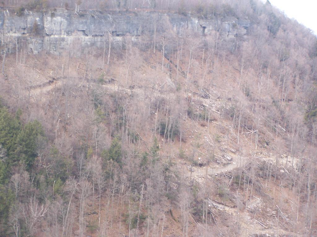 Photo: Logging Trail