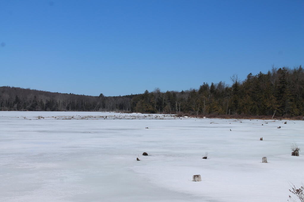 Photo: What April Looks Like at Balsam Swamp