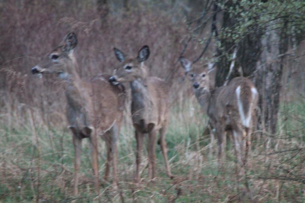 Photo: Does