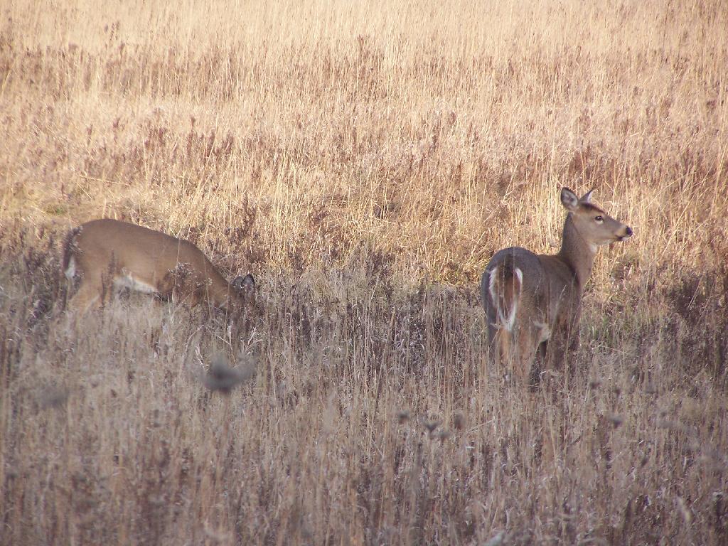 Photo: Grazing and Watching