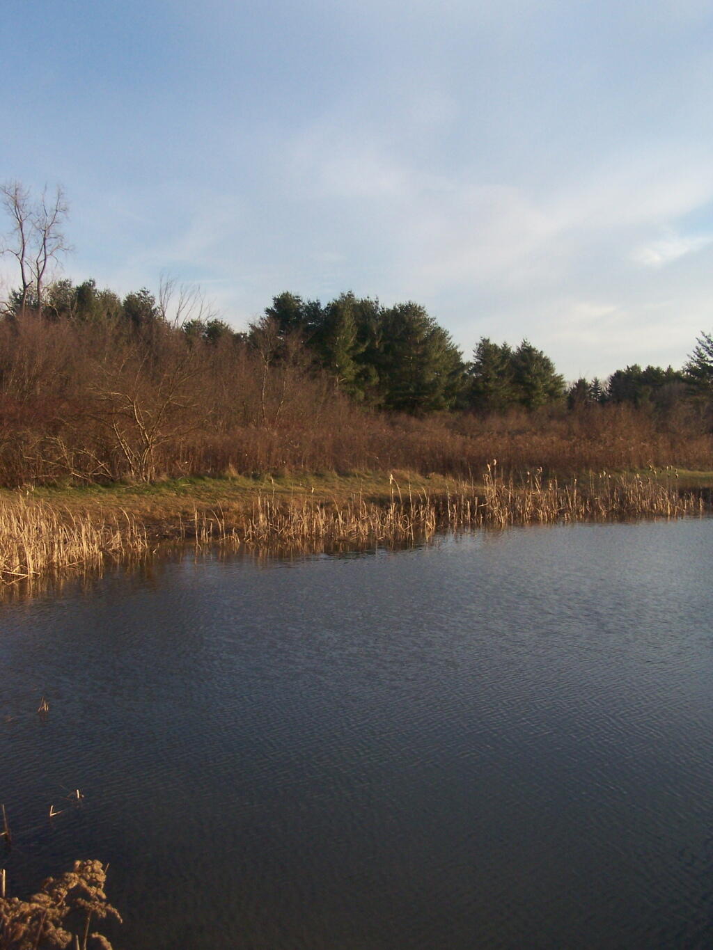 Photo: Experimental Pond