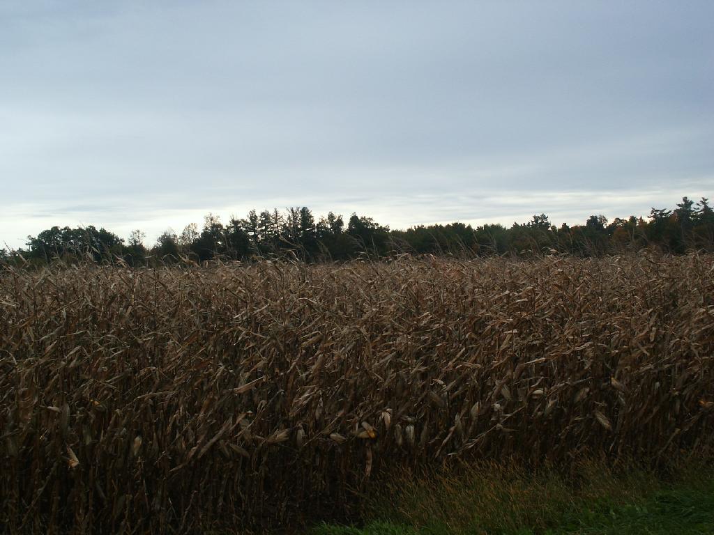 Photo: Corn Field