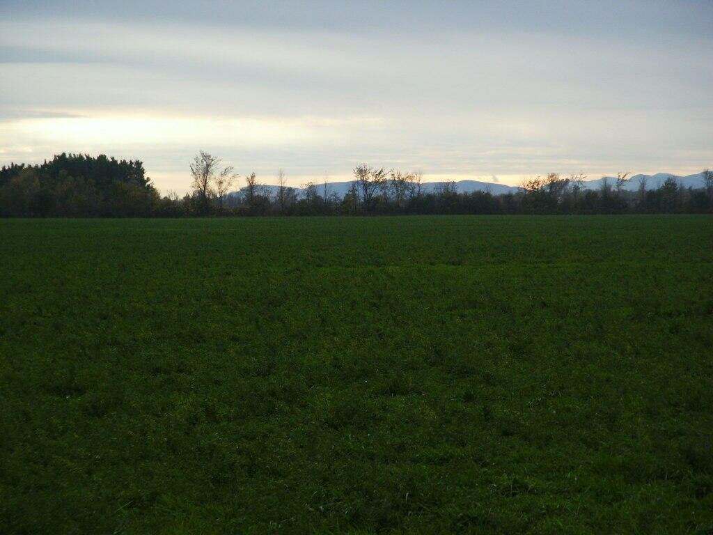 Photo: Alfalpha Field