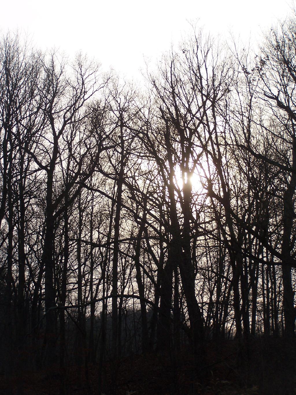 Photo: Sun Setting on Tree