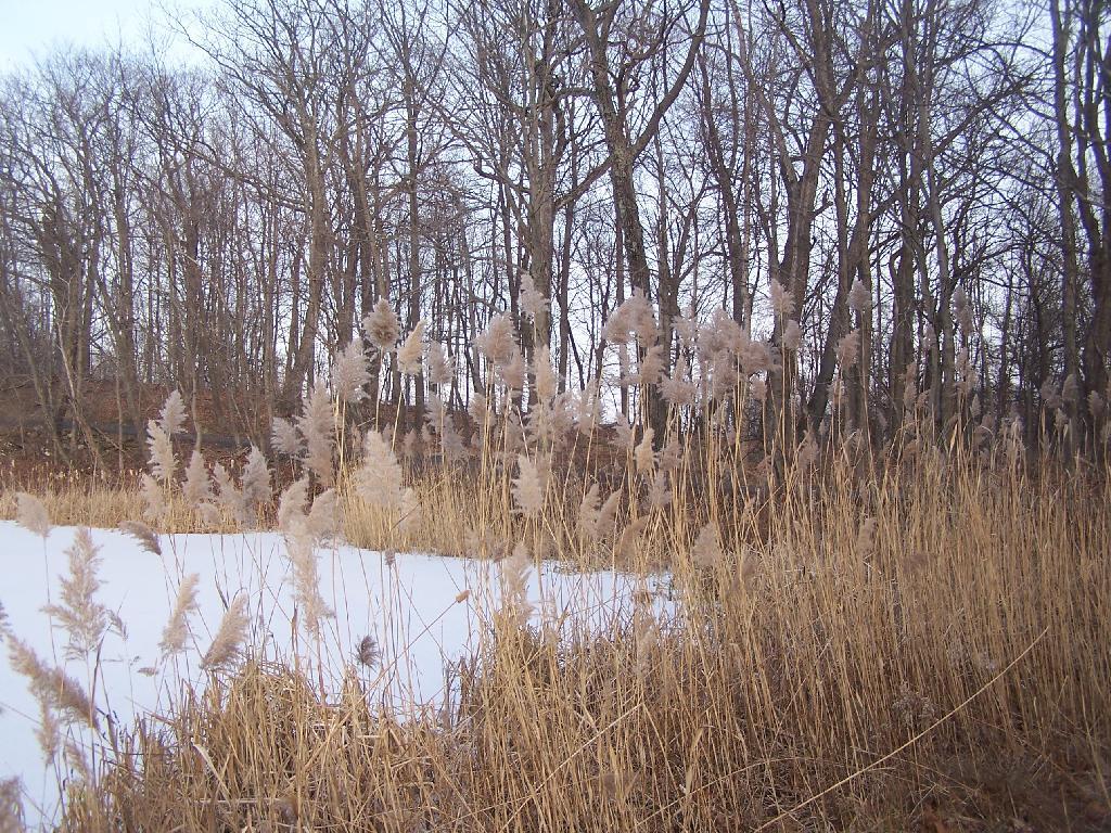 Photo: Ponds Edge