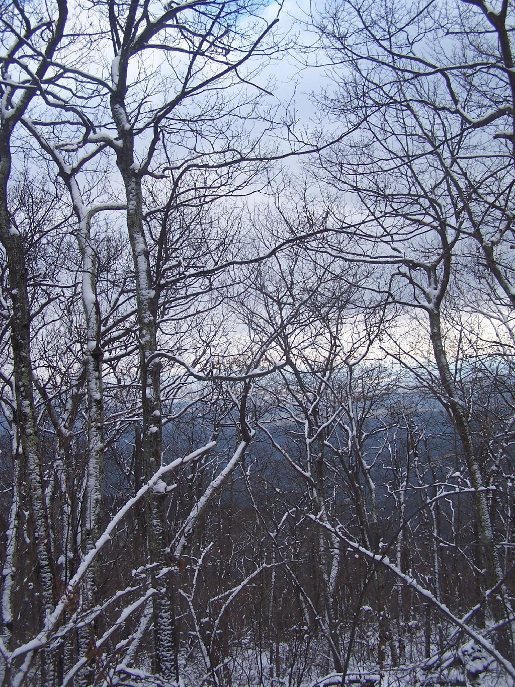 Photo: Towards Kingston Through the Trees