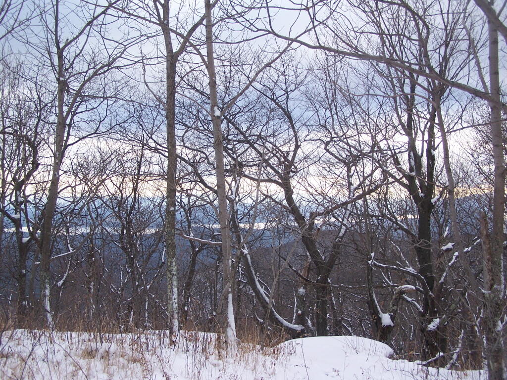 Photo: Ashokan Reservoir Through the Trees