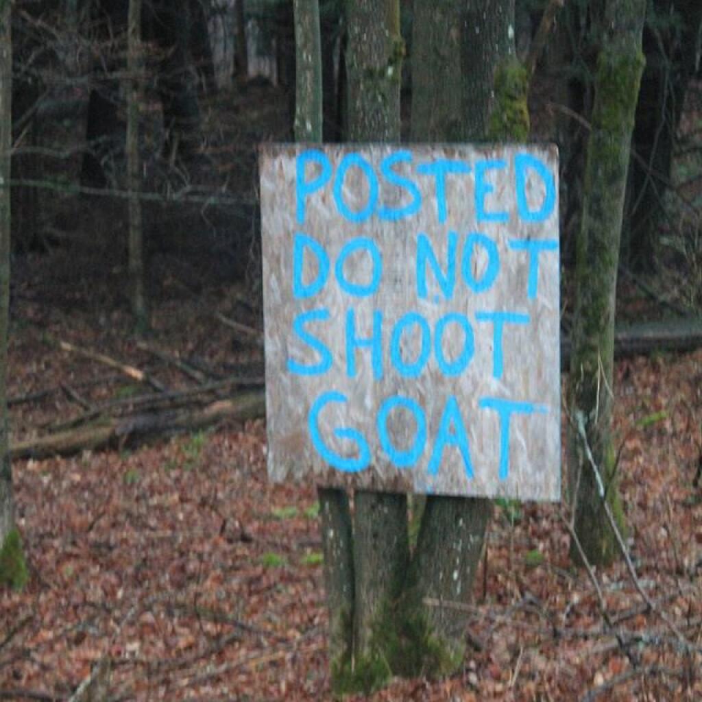 Photo: Posted. Do Not Shoot the Goat. Photo: Posted. Do Not Shoot the Goat.