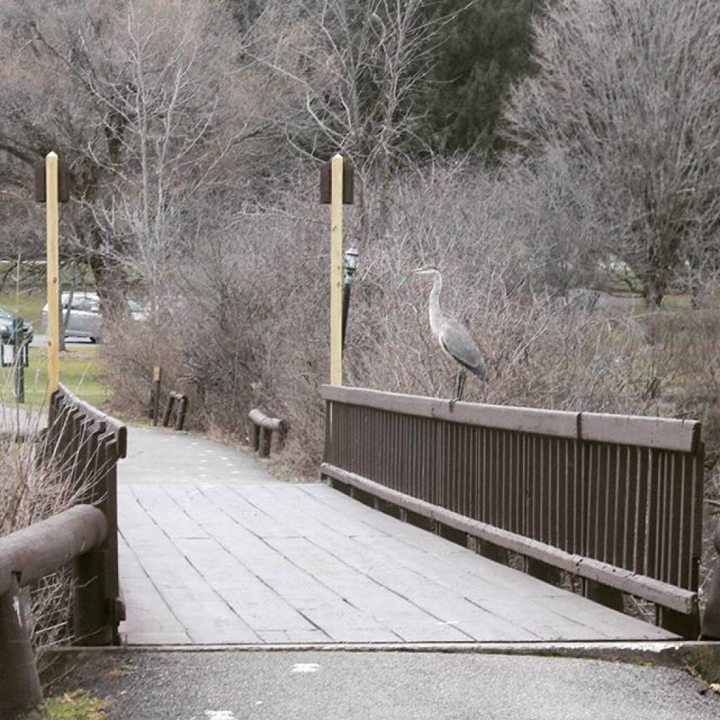 Photo: Great Blue Heron