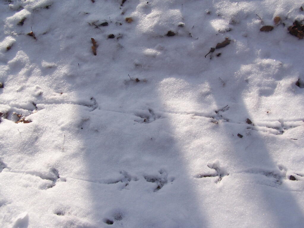 Photo: Wild Turkey Tracks