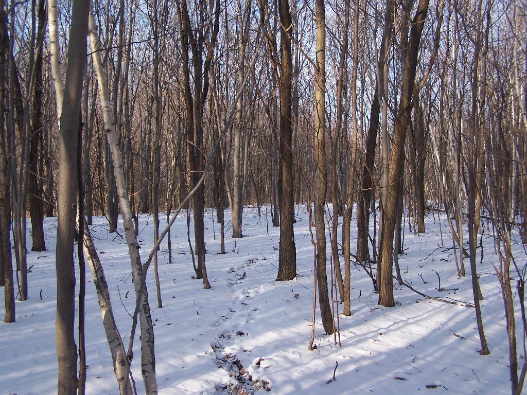 Photo: Walking Thru the Woods